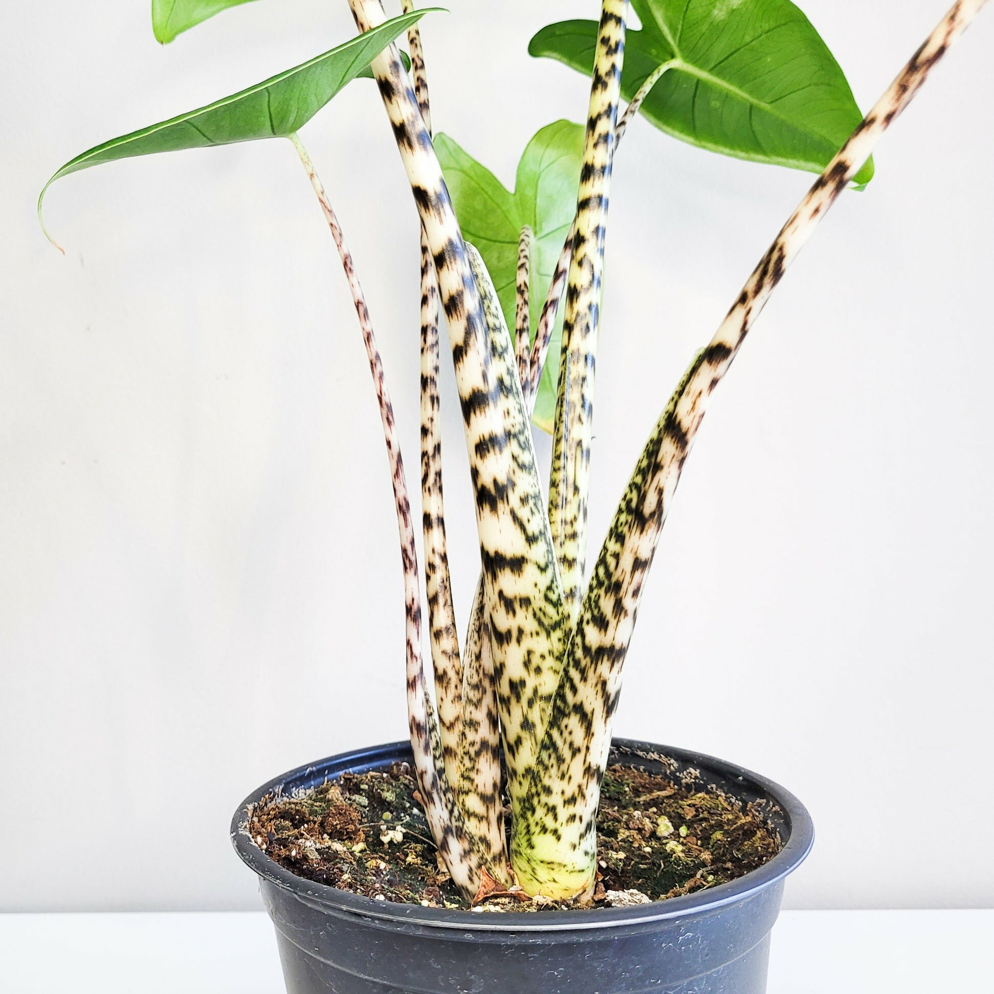 Alocasia zebrina-Plants-ThePaintedLeaf