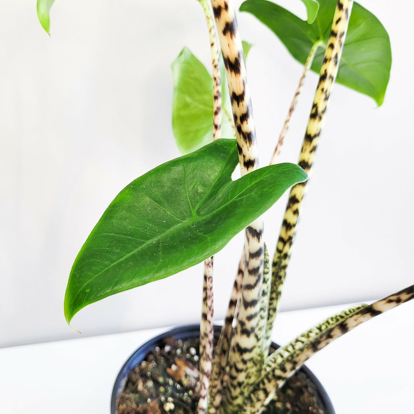Alocasia zebrina-Plants-ThePaintedLeaf
