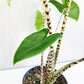 Alocasia zebrina-Plants-ThePaintedLeaf
