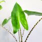 Alocasia zebrina-Plants-ThePaintedLeaf