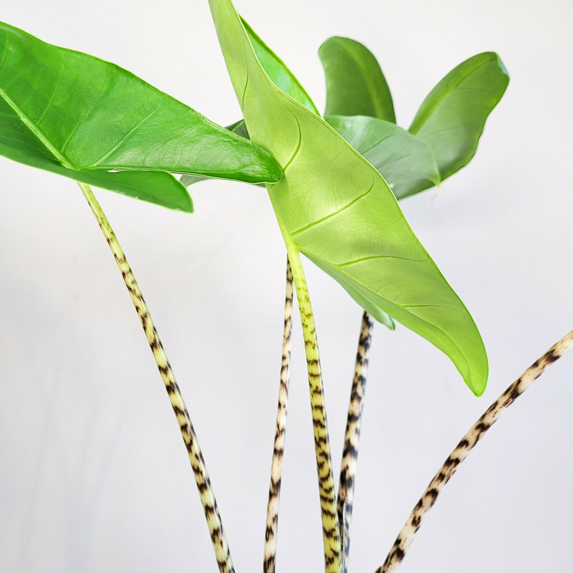 Alocasia zebrina-Plants-ThePaintedLeaf