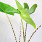 Alocasia zebrina-Plants-ThePaintedLeaf