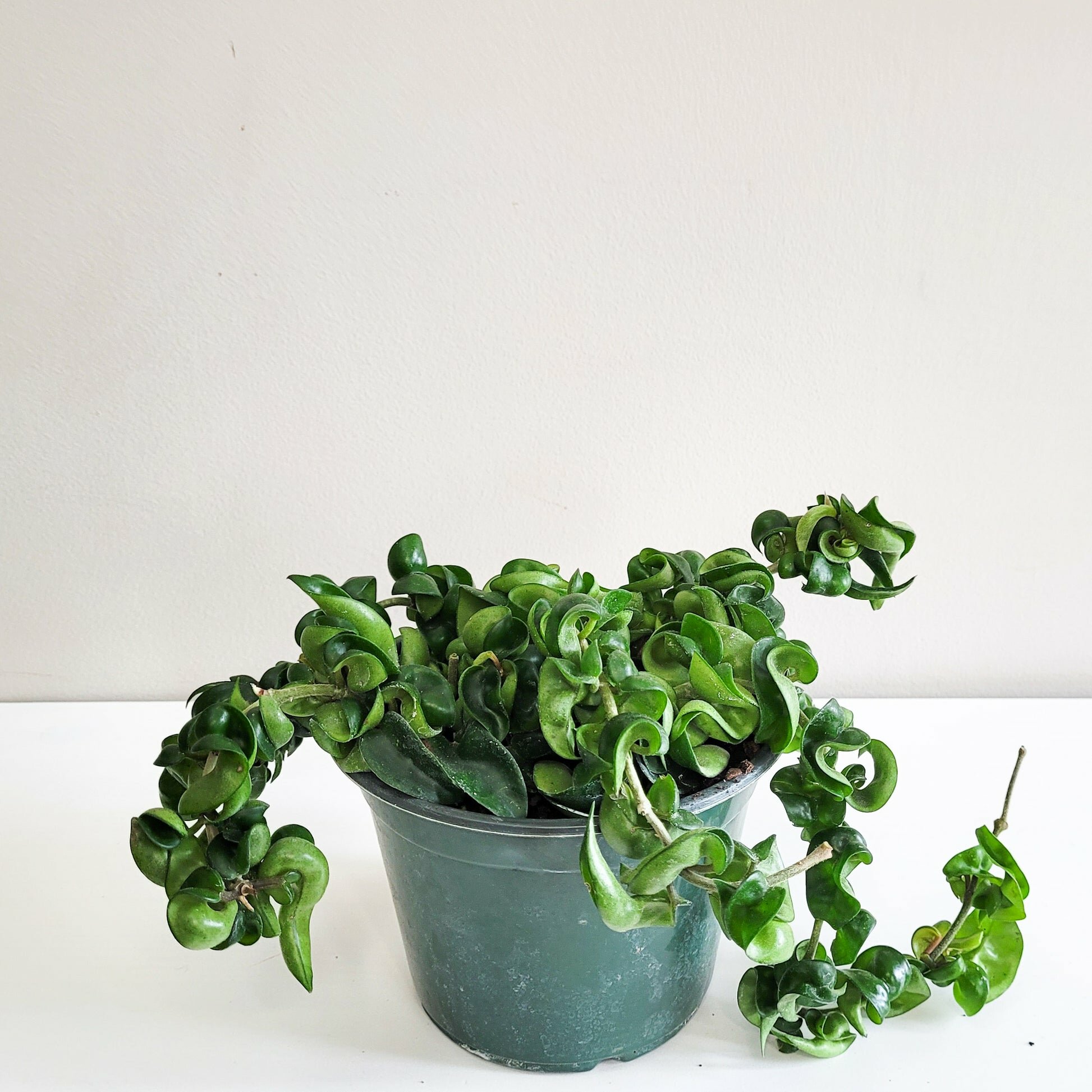 Hoya carnosa Compacta - Hindu rope-plant-ThePaintedLeaf
