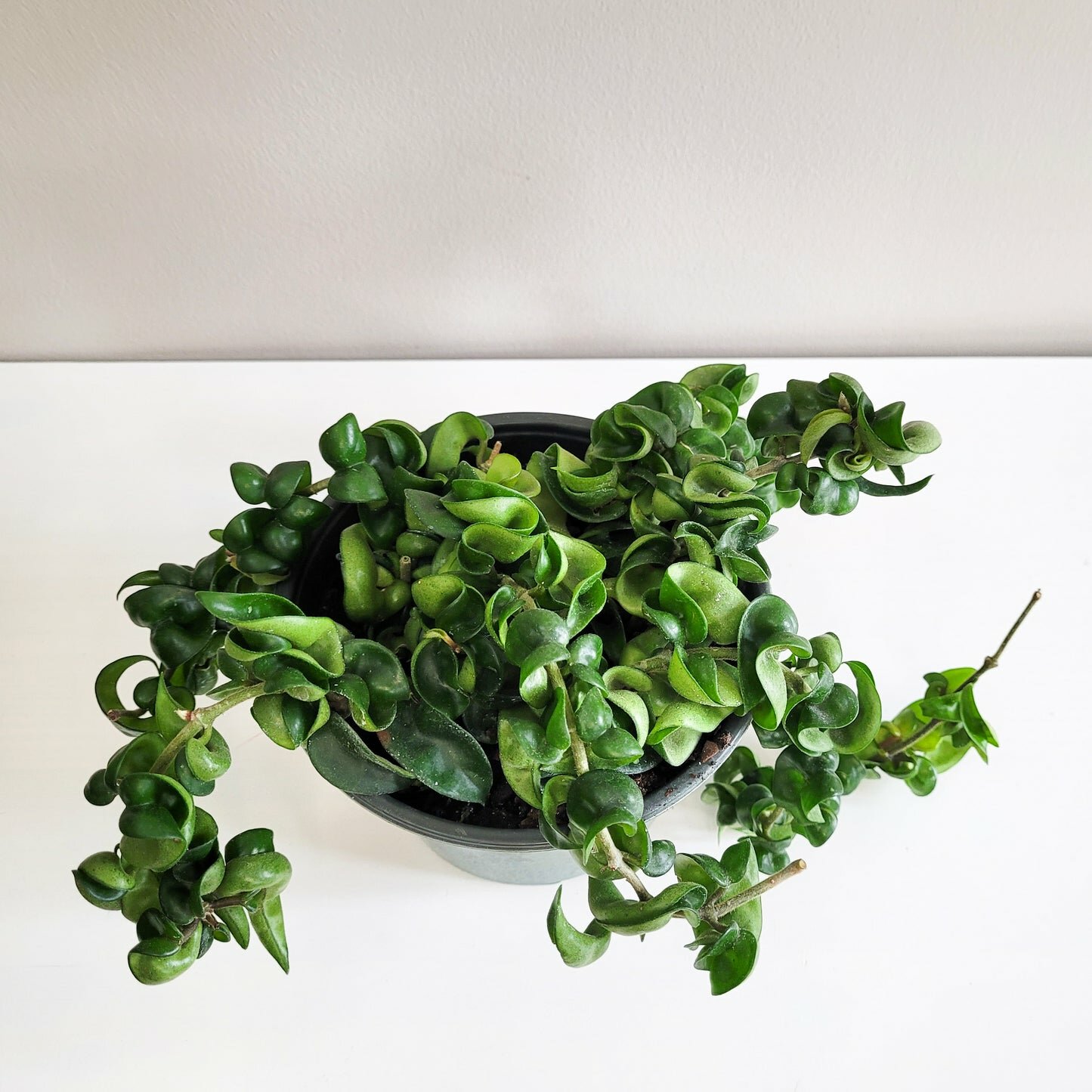 Hoya carnosa Compacta - Hindu rope-plant-ThePaintedLeaf