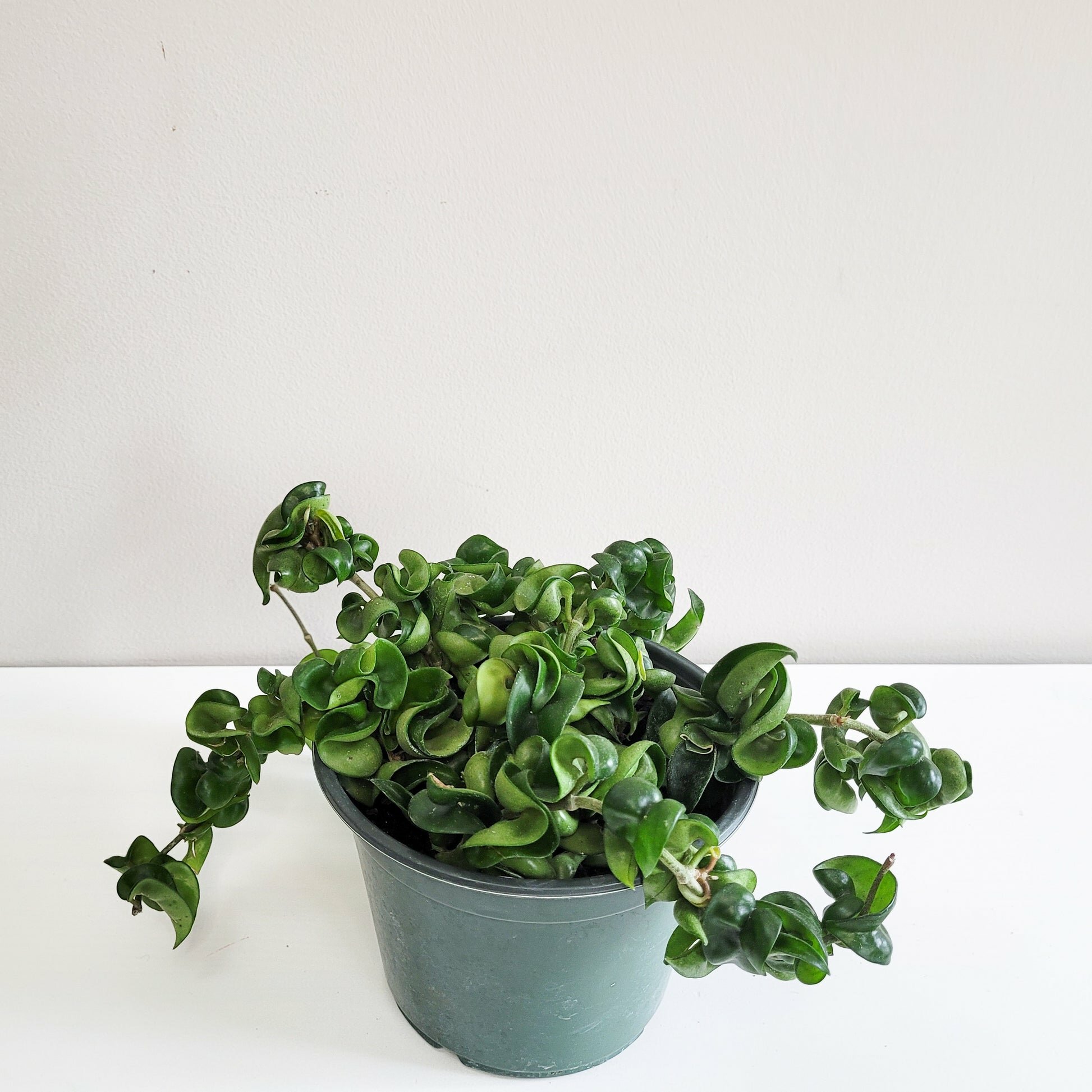 Hoya carnosa Compacta - Hindu rope-plant-ThePaintedLeaf