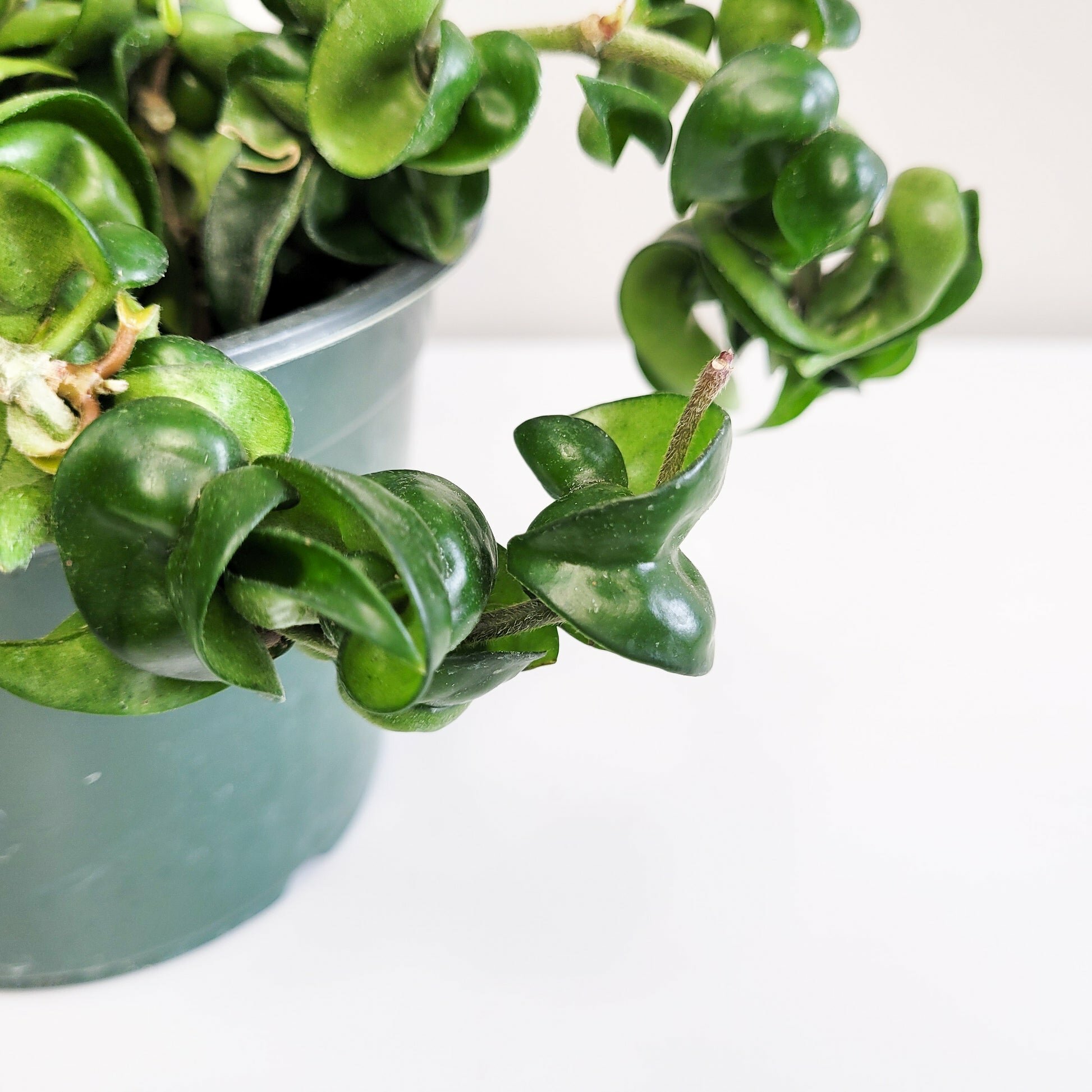 Hoya carnosa Compacta - Hindu rope-plant-ThePaintedLeaf
