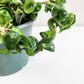 Hoya carnosa Compacta - Hindu rope-plant-ThePaintedLeaf
