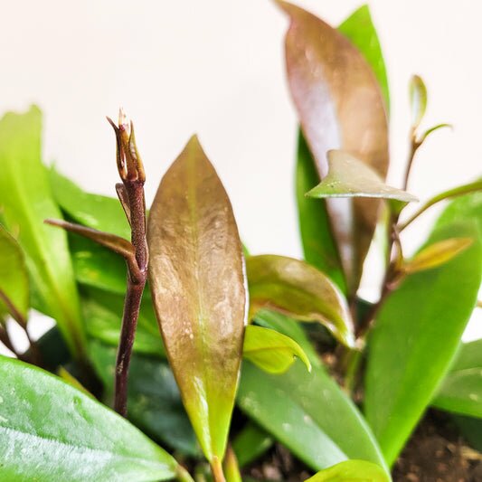Hoya pubicalyx-Plants-ThePaintedLeaf
