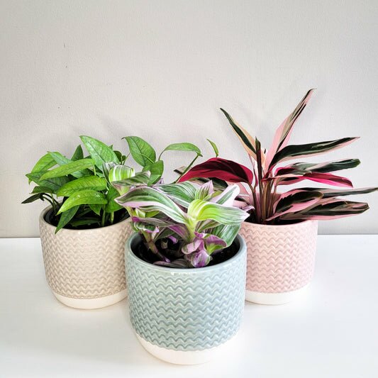 Pastel Ridged 4" Pot-pot-ThePaintedLeaf