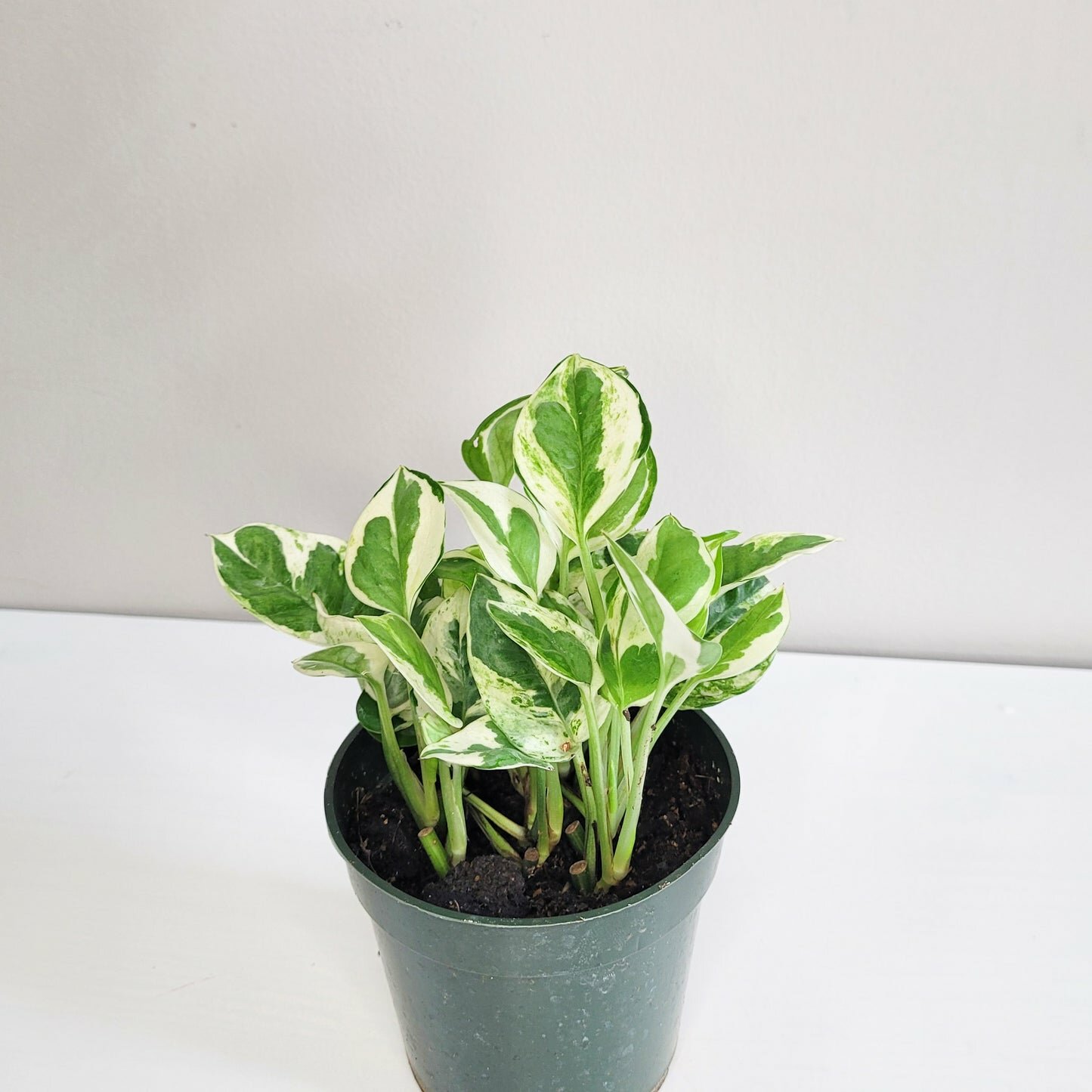 Epipremnum aureum - NJoy Pothos-Plants-ThePaintedLeaf