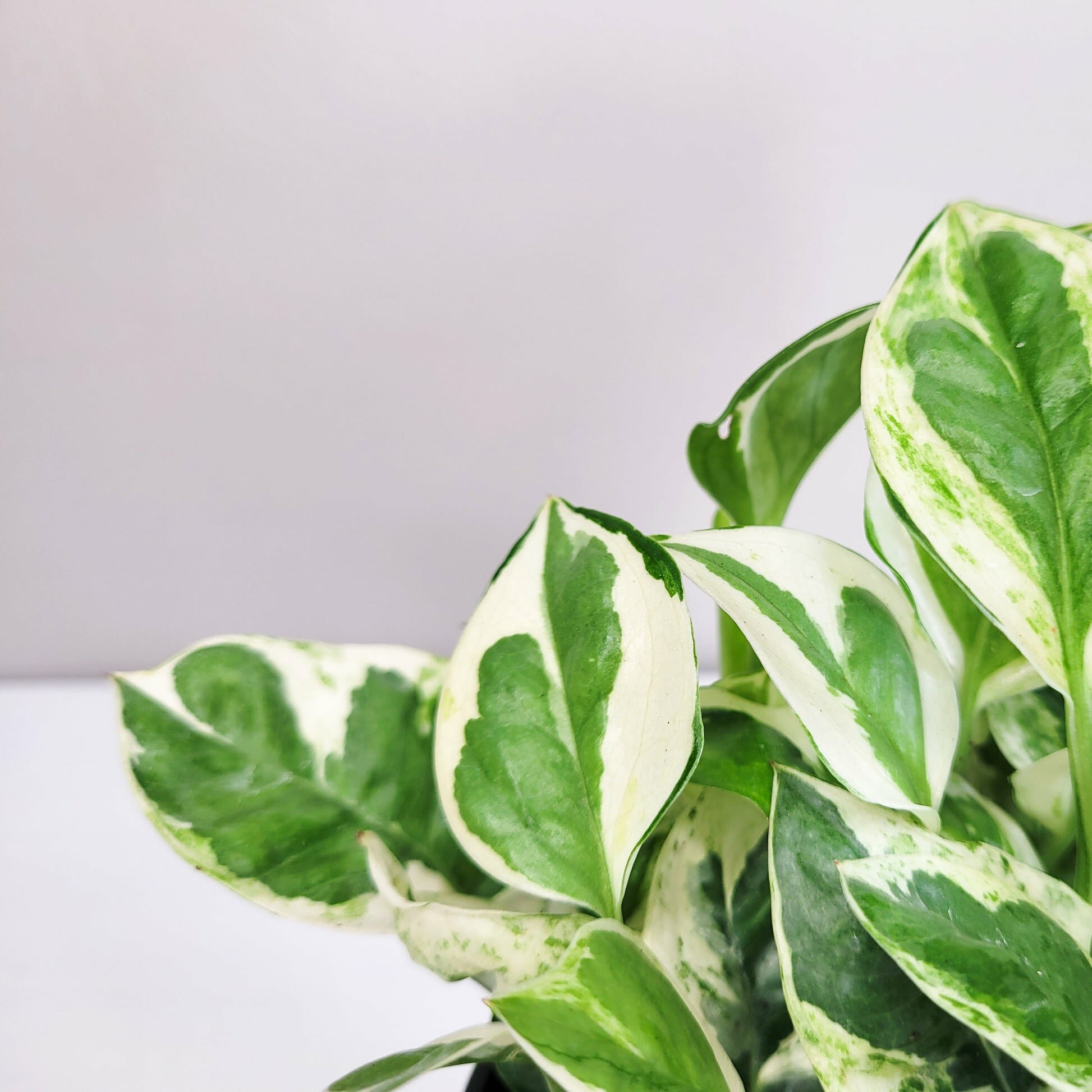 Epipremnum aureum - NJoy Pothos-Plants-ThePaintedLeaf