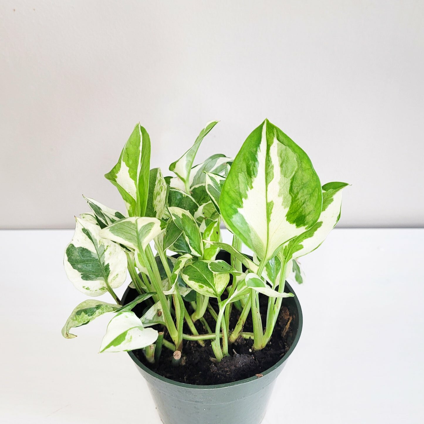 Epipremnum aureum - NJoy Pothos-Plants-ThePaintedLeaf
