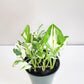 Epipremnum aureum - NJoy Pothos-Plants-ThePaintedLeaf