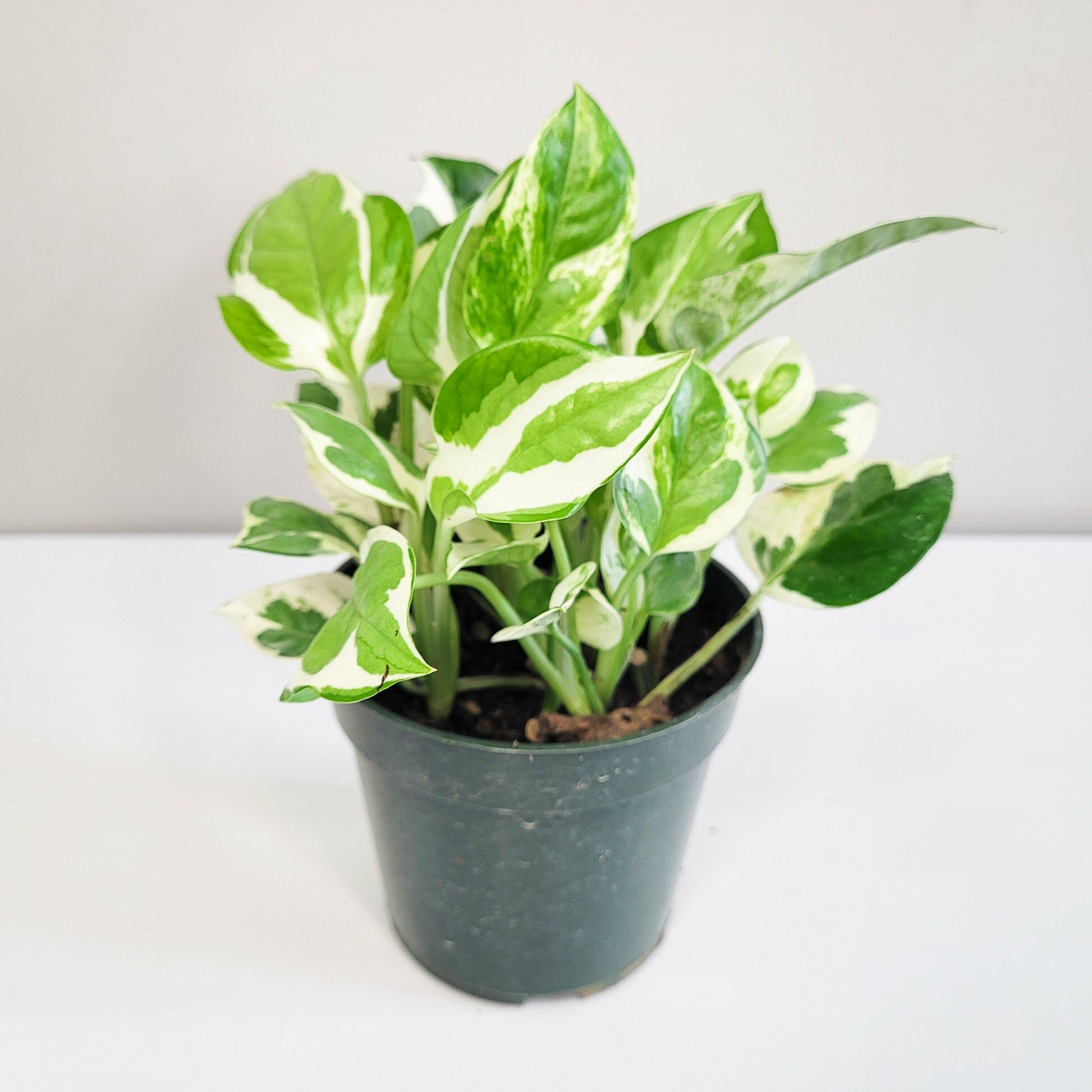 Epipremnum aureum - NJoy Pothos-Plants-ThePaintedLeaf