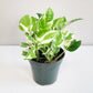 Epipremnum aureum - NJoy Pothos-Plants-ThePaintedLeaf