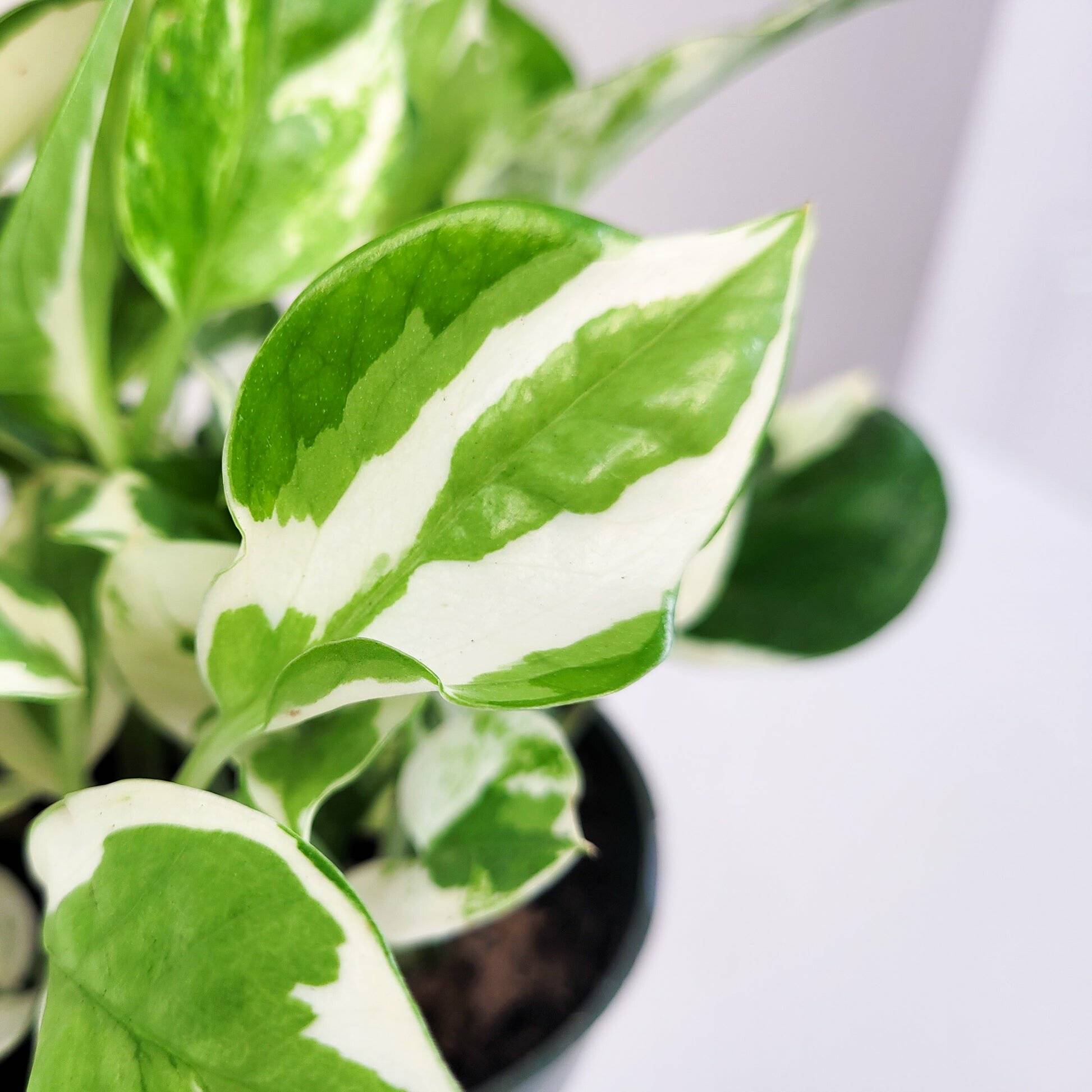 Epipremnum aureum - NJoy Pothos-Plants-ThePaintedLeaf