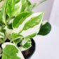 Epipremnum aureum - NJoy Pothos-Plants-ThePaintedLeaf