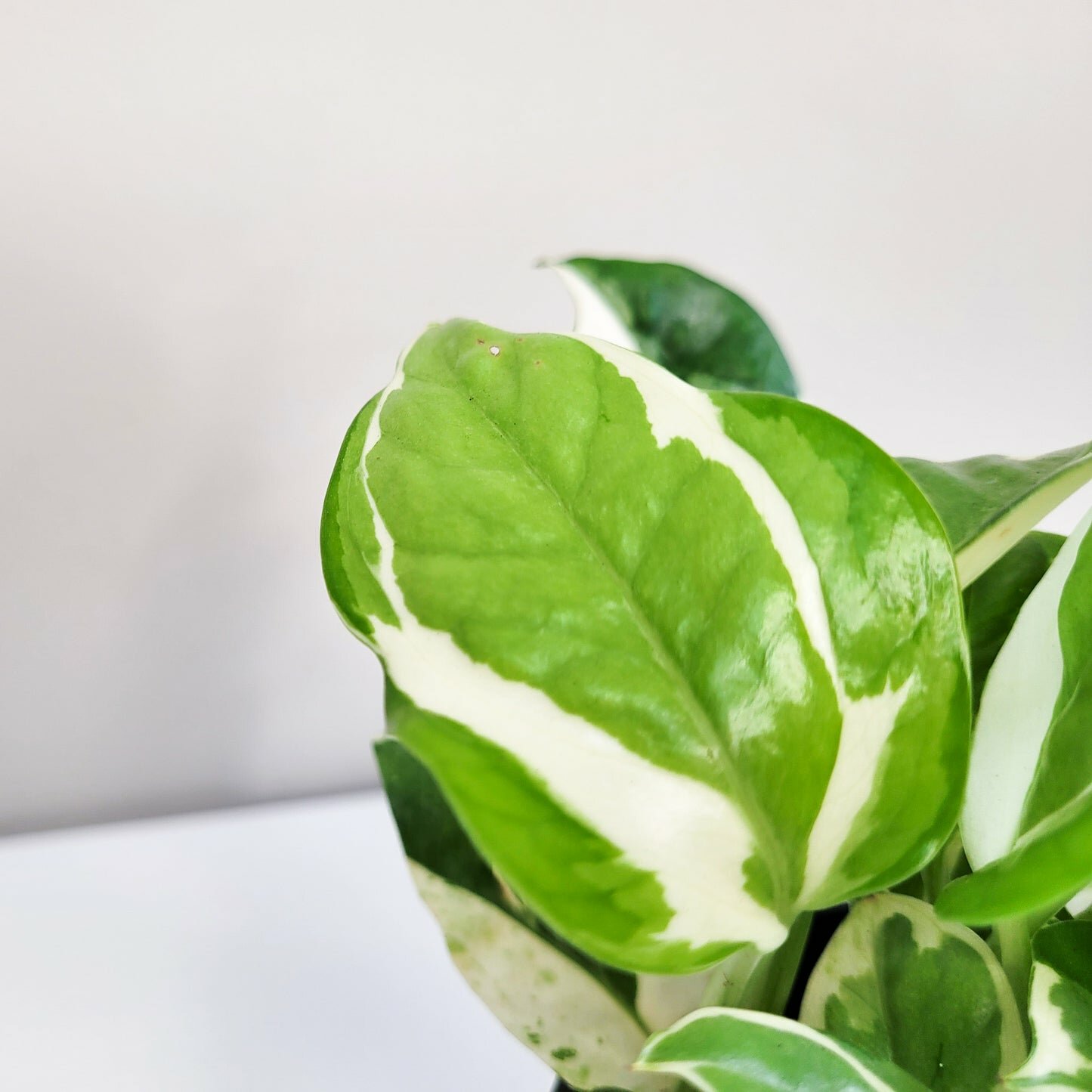 Epipremnum aureum - NJoy Pothos-Plants-ThePaintedLeaf