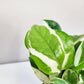 Epipremnum aureum - NJoy Pothos-Plants-ThePaintedLeaf