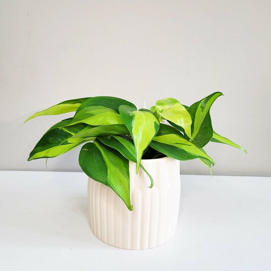 Philodendron hederaceum- Philodendron Brasil-plant-ThePaintedLeaf