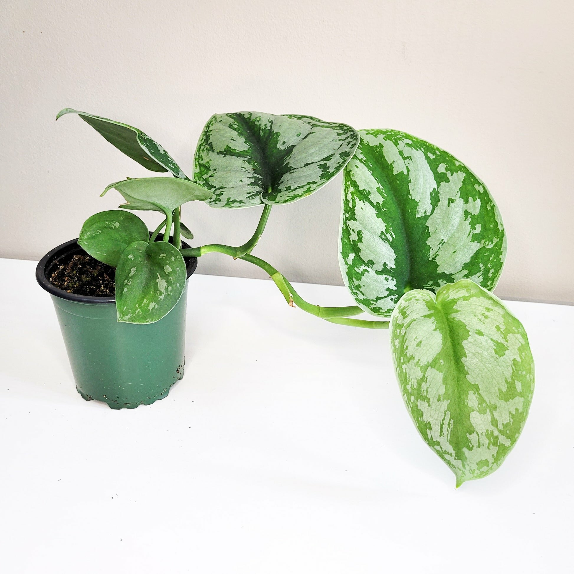 Scindapsus Pictus Exotica- Silver Pothos-Plants-ThePaintedLeaf