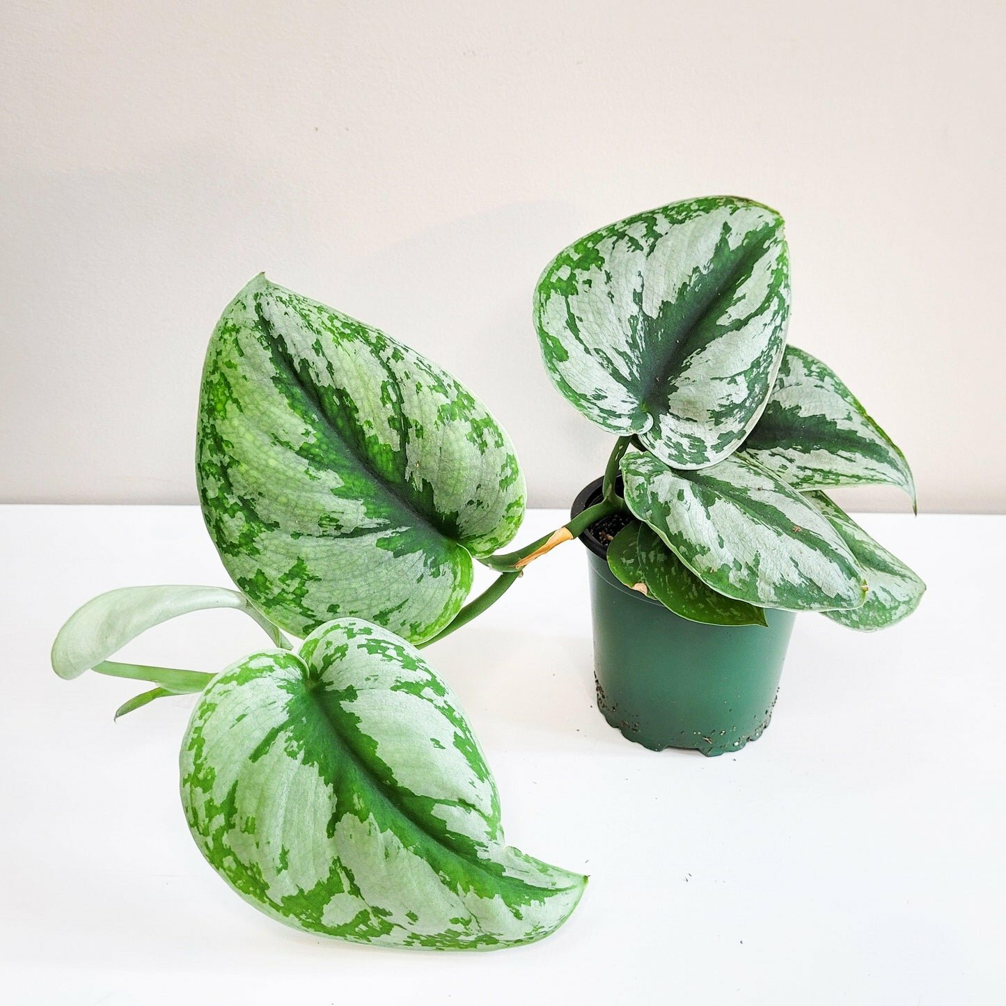 Scindapsus Pictus Exotica- Silver Pothos-Plants-ThePaintedLeaf