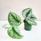 Scindapsus Pictus Exotica- Silver Pothos-Plants-ThePaintedLeaf