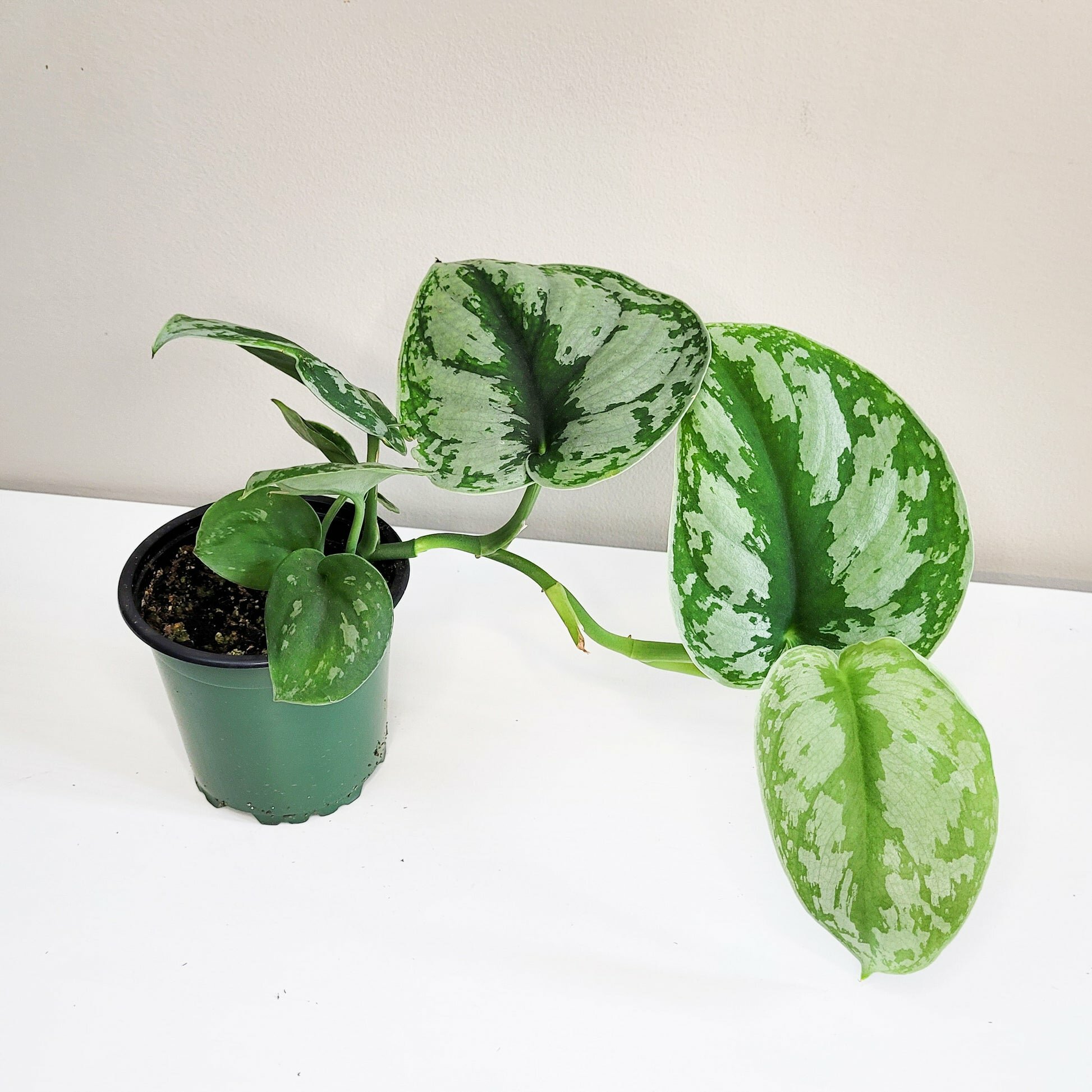 Scindapsus Pictus Exotica- Silver Pothos-Plants-ThePaintedLeaf