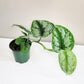 Scindapsus Pictus Exotica- Silver Pothos-Plants-ThePaintedLeaf