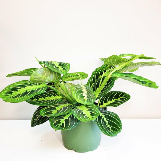 Maranta leuconeura- Lemon Lime Prayer Plant-plant-ThePaintedLeaf