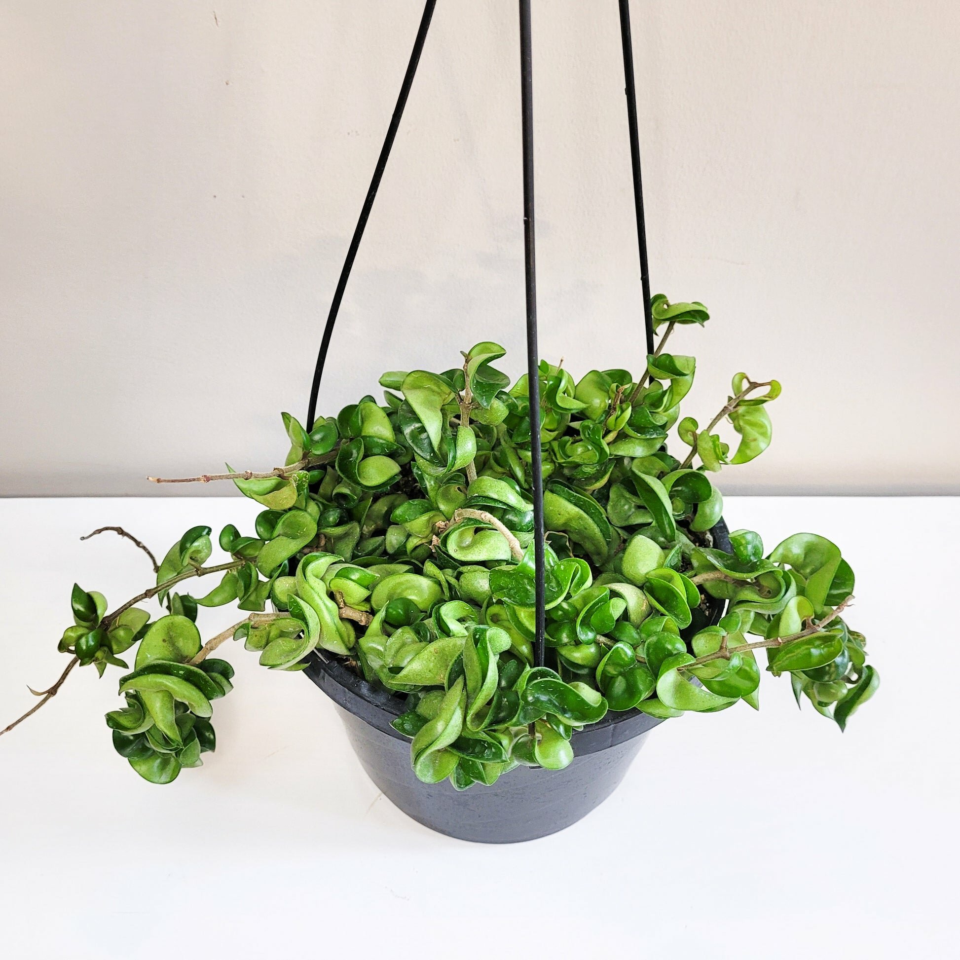 Hoya carnosa Compacta - Hindu rope-plant-ThePaintedLeaf