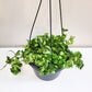 Hoya carnosa Compacta - Hindu rope-plant-ThePaintedLeaf