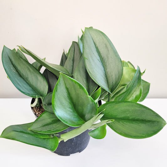 Scindapsus treubii "Moonlight"-Plants-ThePaintedLeaf