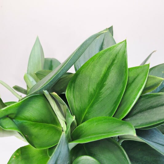 Scindapsus treubii "Moonlight"-Plants-ThePaintedLeaf