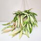 Hoya wayetii variegata-plant-ThePaintedLeaf