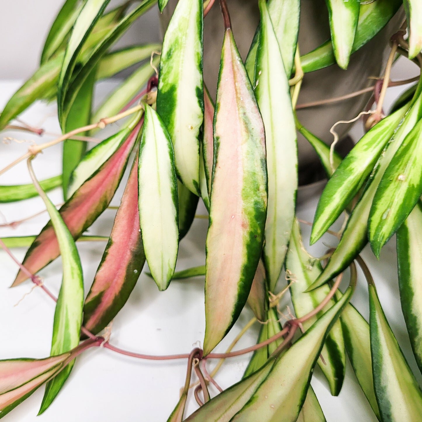 Hoya wayetii variegata-plant-ThePaintedLeaf