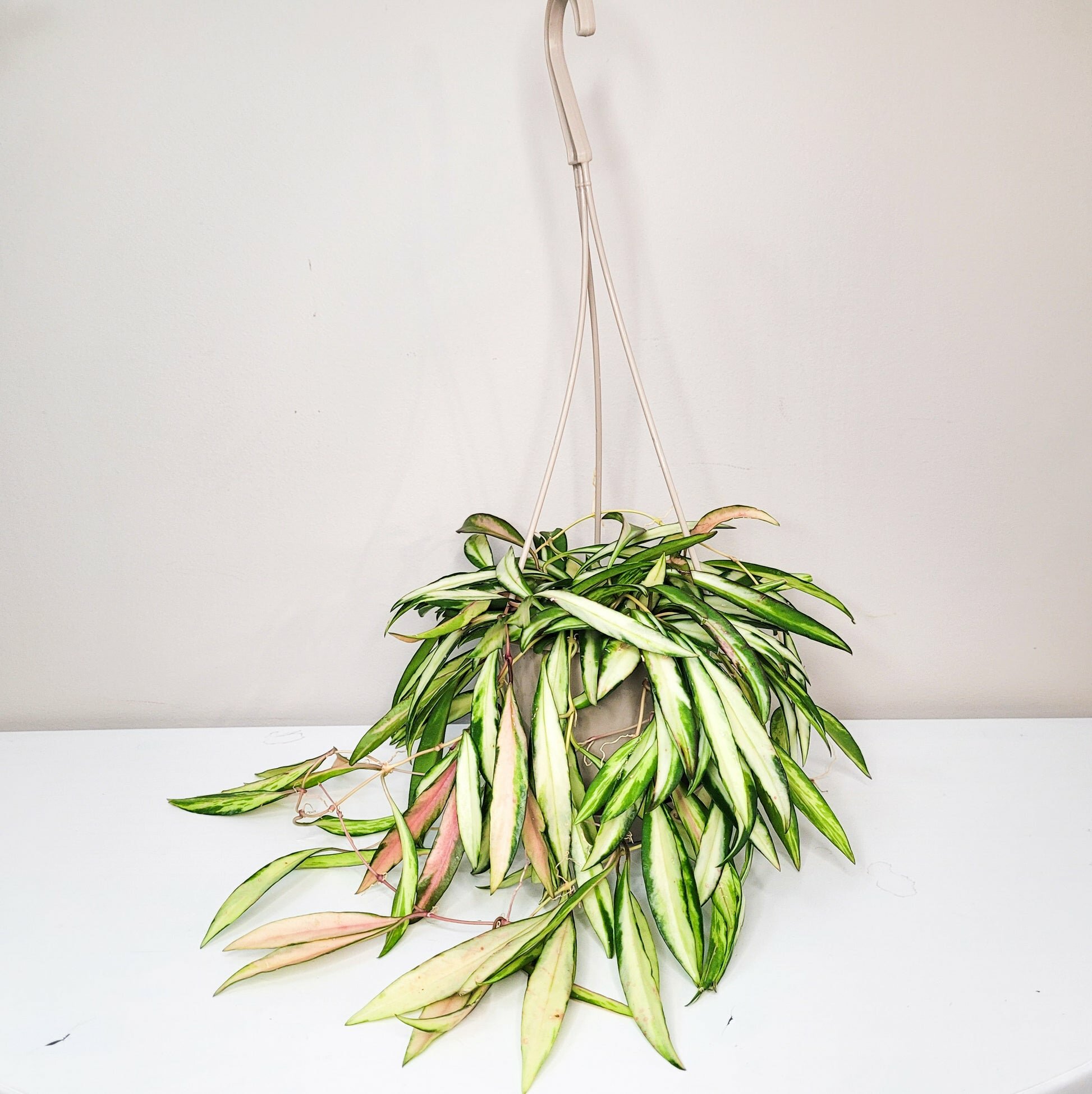Hoya wayetii variegata-plant-ThePaintedLeaf