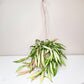 Hoya wayetii variegata-plant-ThePaintedLeaf