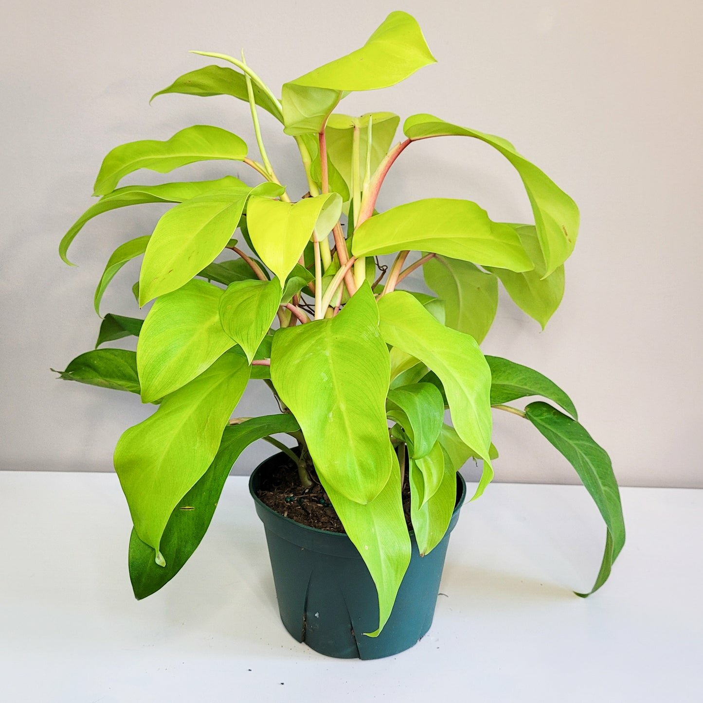 Philodendron Lemon Lime (upright)-plant-ThePaintedLeaf