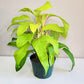 Philodendron Lemon Lime (upright)-plant-ThePaintedLeaf