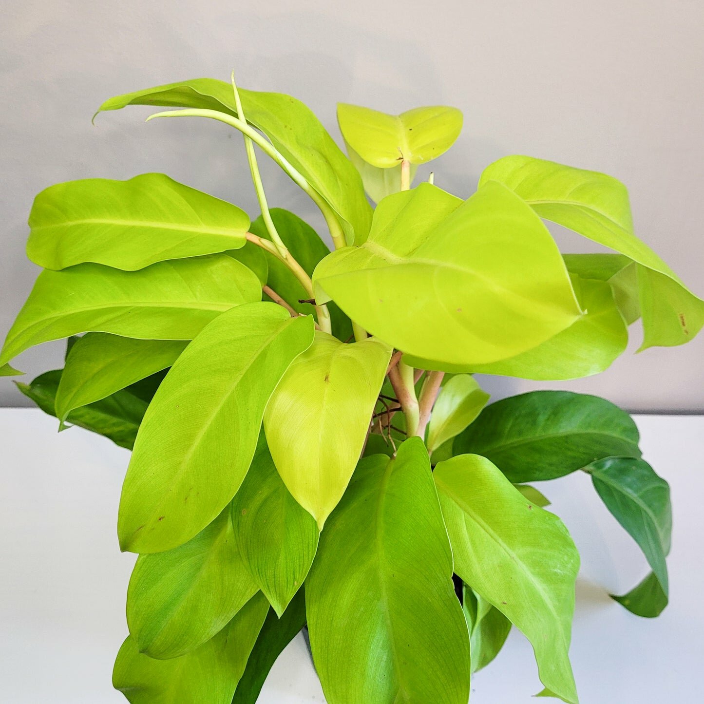Philodendron Lemon Lime (upright)-plant-ThePaintedLeaf