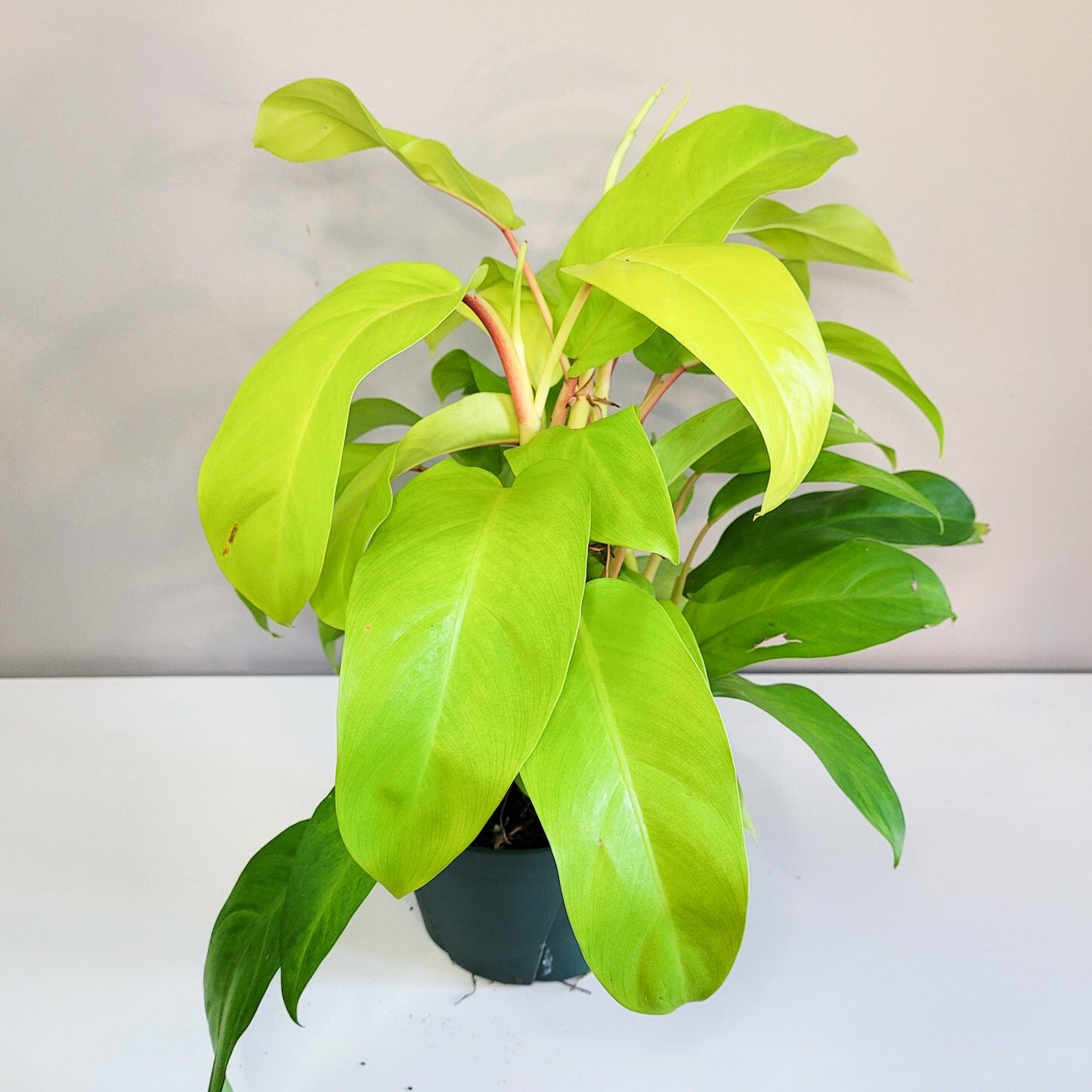 Philodendron Lemon Lime (upright)-plant-ThePaintedLeaf