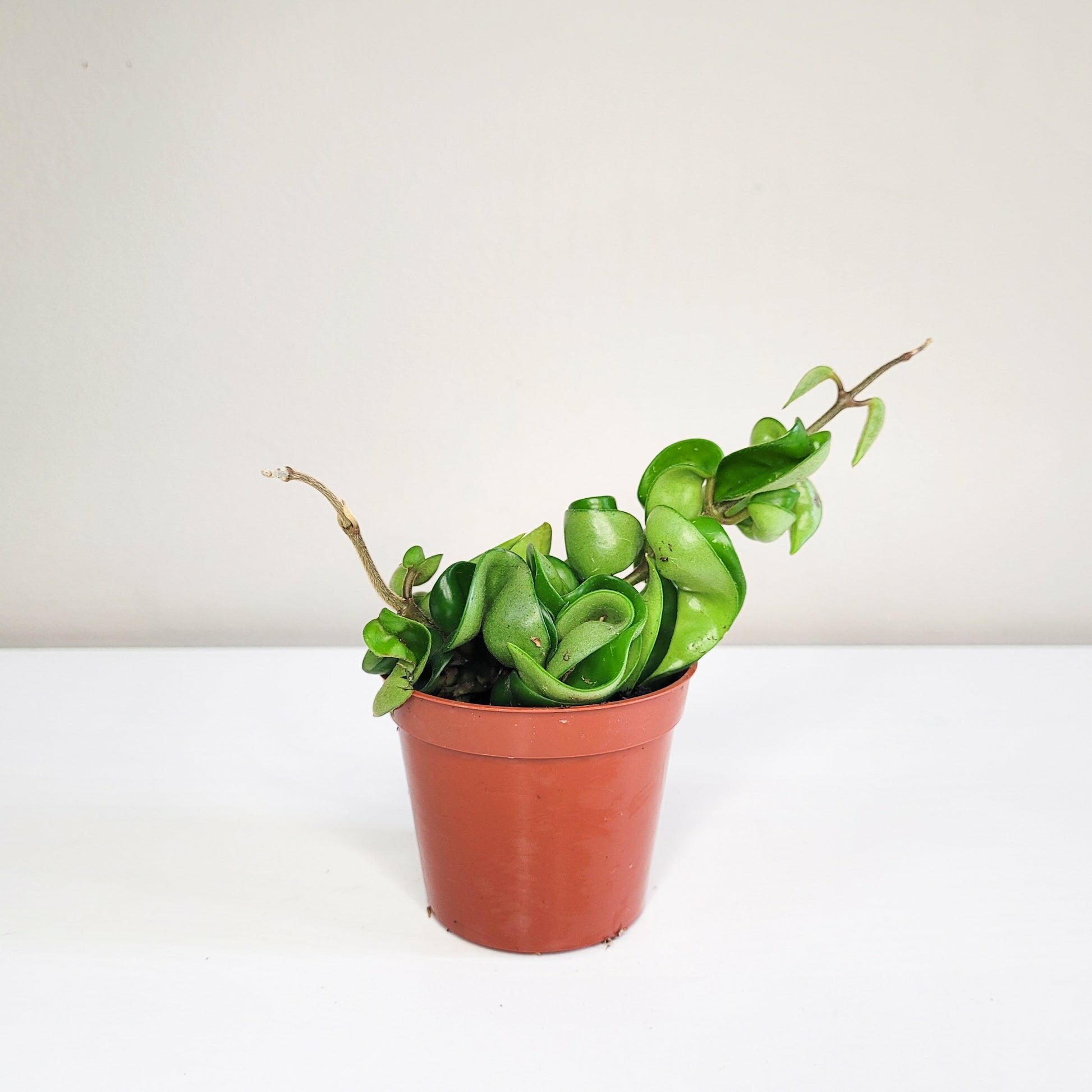 Hoya carnosa Compacta - Hindu rope-plant-ThePaintedLeaf