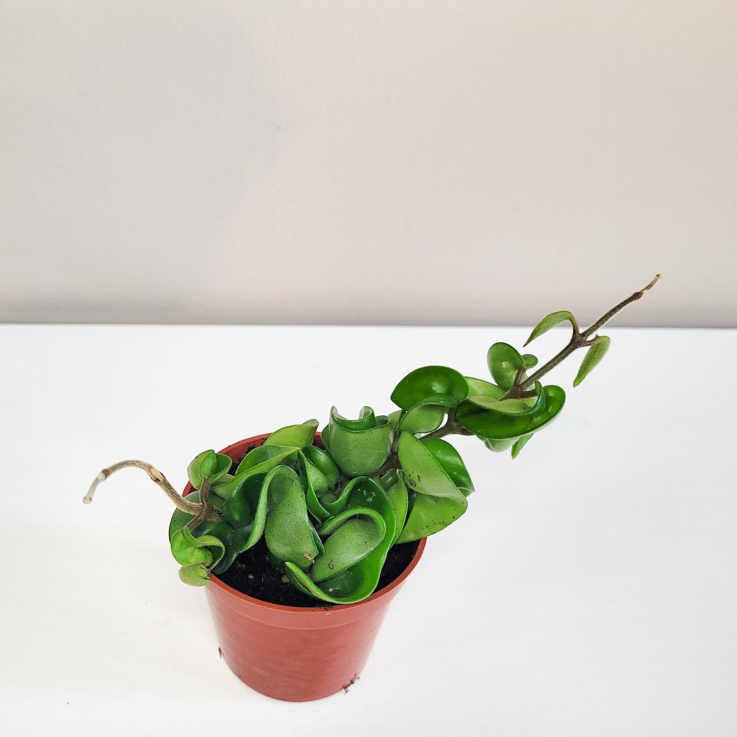 Hoya carnosa Compacta - Hindu rope-plant-ThePaintedLeaf