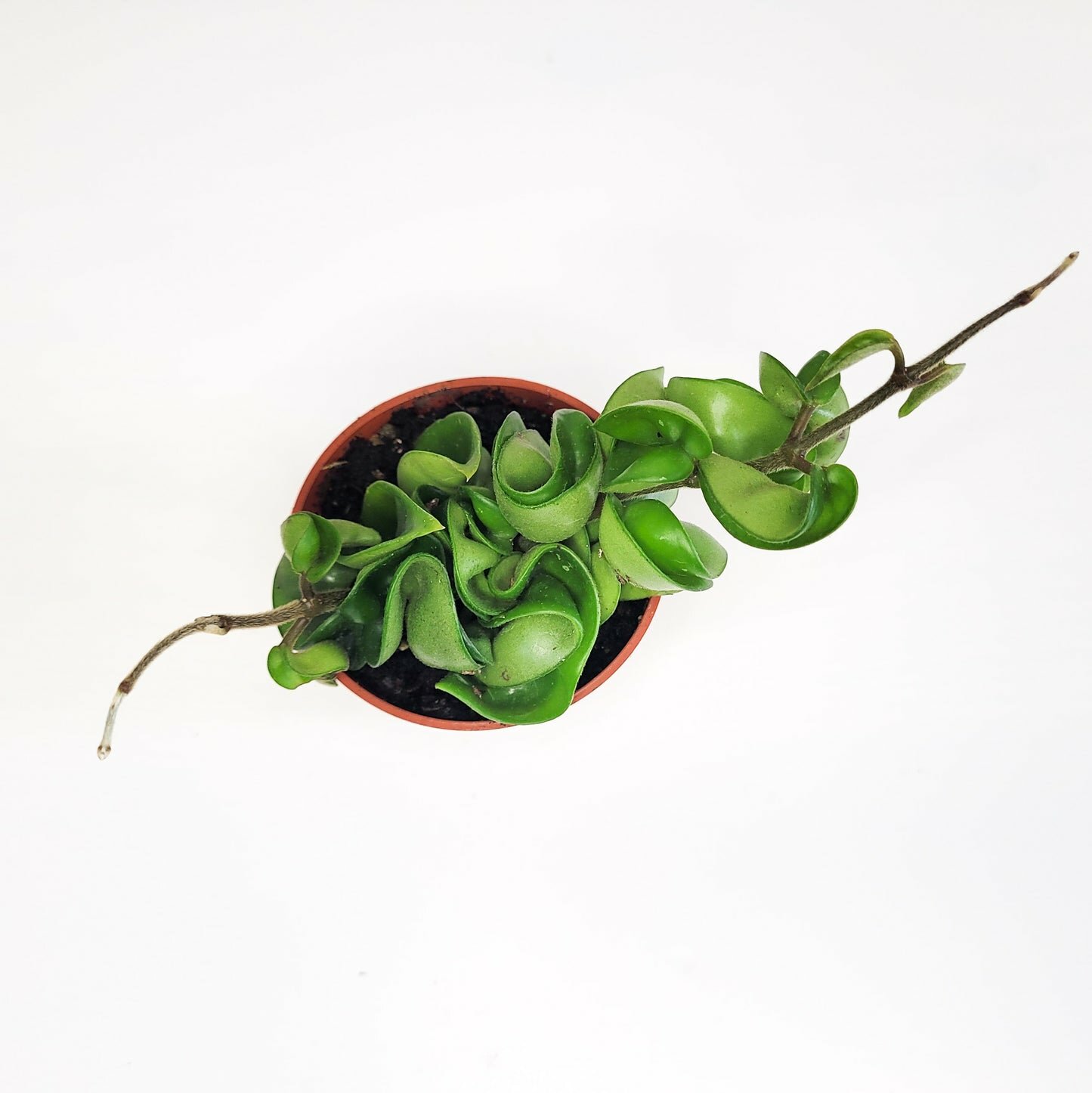 Hoya carnosa Compacta - Hindu rope-plant-ThePaintedLeaf