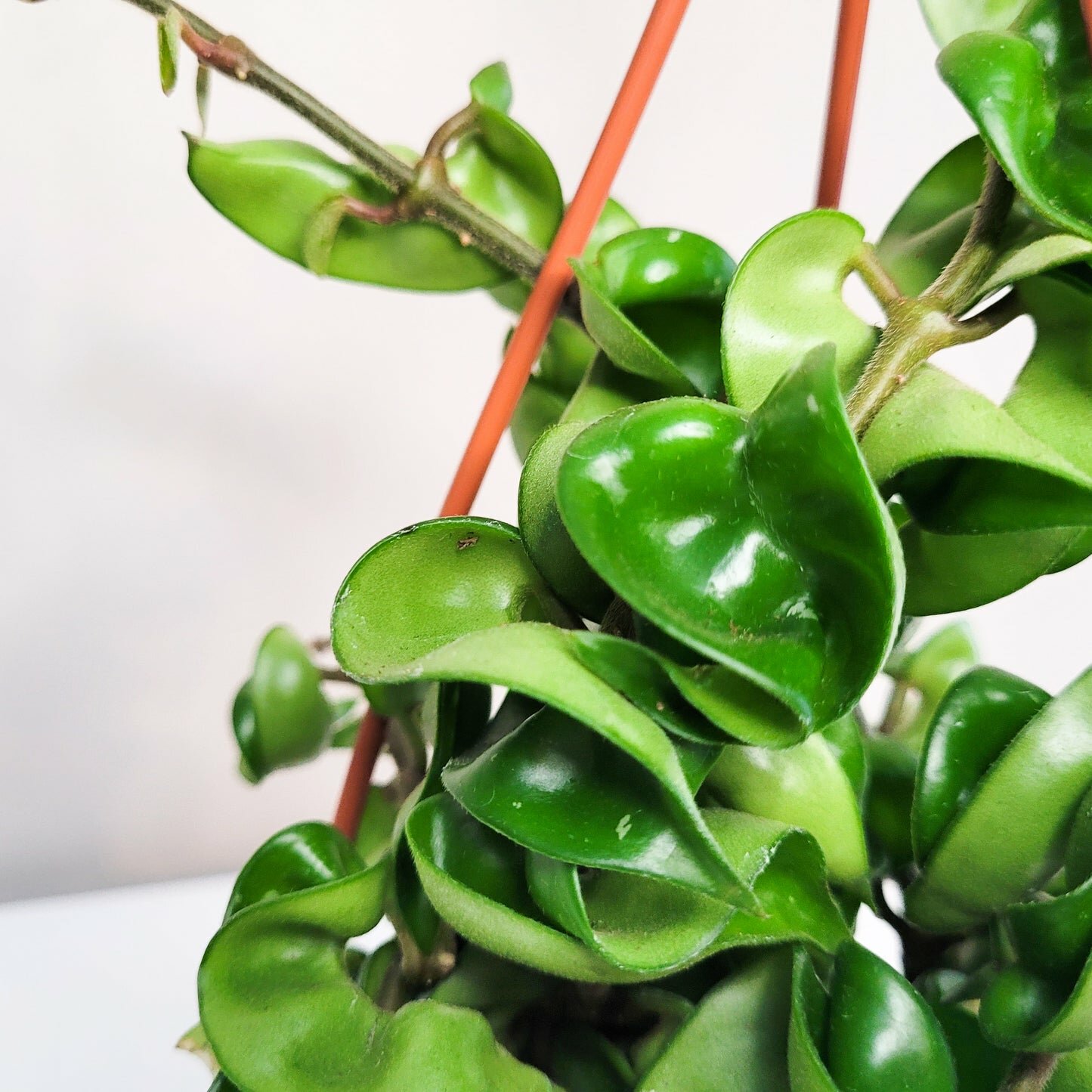 Hoya carnosa Compacta - Hindu rope-plant-ThePaintedLeaf