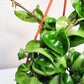 Hoya carnosa Compacta - Hindu rope-plant-ThePaintedLeaf