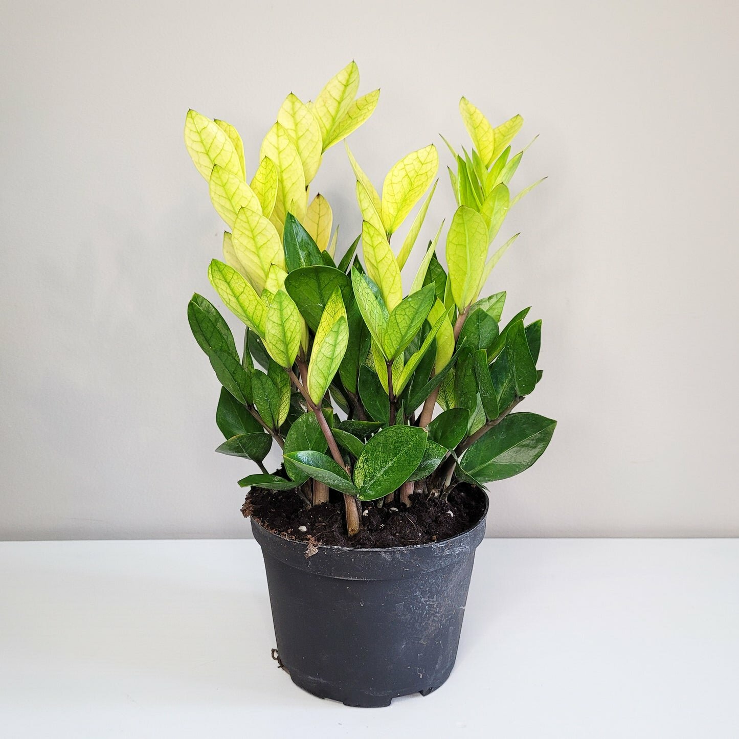 Zamioculcas zamiifolia 'Chameleon'- ZZ plant-Plants-ThePaintedLeaf