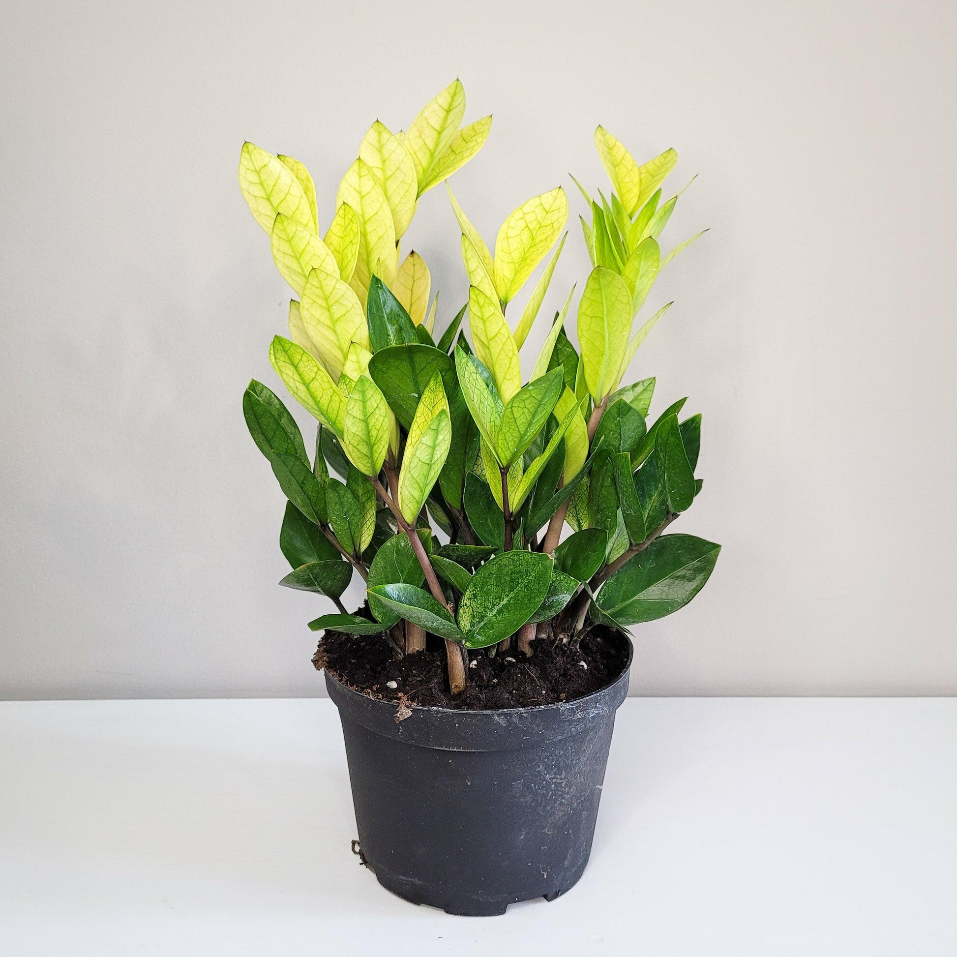 Zamioculcas zamiifolia 'Chameleon'- ZZ plant-Plants-ThePaintedLeaf