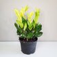 Zamioculcas zamiifolia 'Chameleon'- ZZ plant-Plants-ThePaintedLeaf
